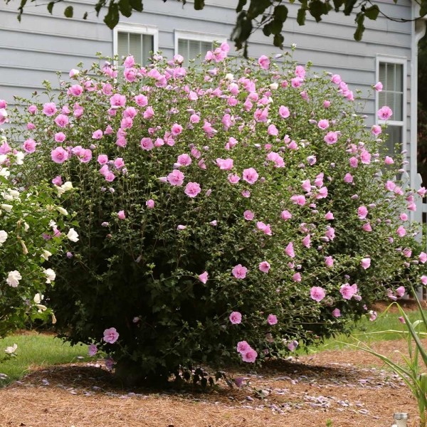 Aphrodite Rose of Sharon