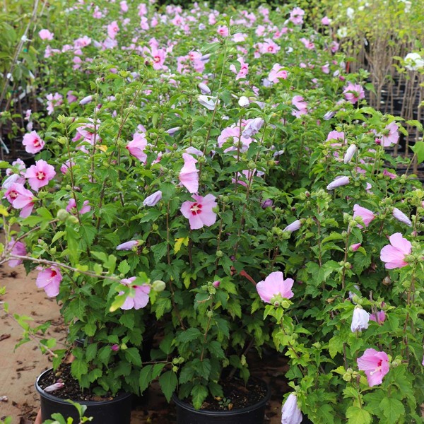 Aphrodite Rose of Sharon