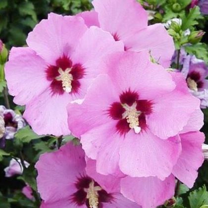 Aphrodite Rose of Sharon