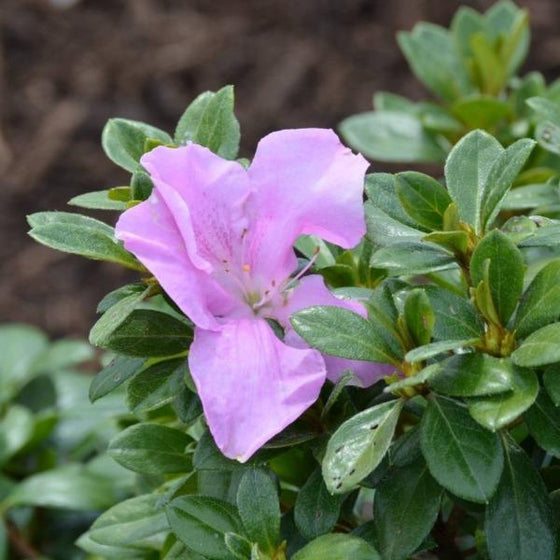 Autumn Lilac Encore Azalea