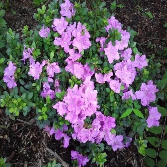 Autumn Lilac Encore Azalea