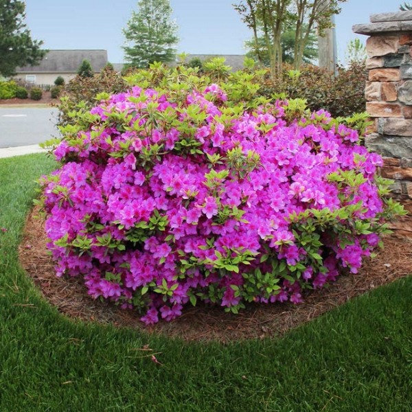 Autumn Lilac Encore Azalea