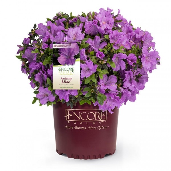 Autumn Lilac Encore Azalea