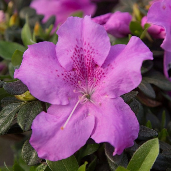 Autumn Lilac Encore Azalea