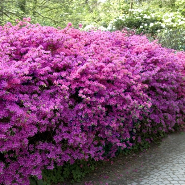 Autumn Lilac Encore Azalea