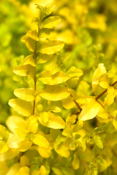 Sunshine Ligustrum