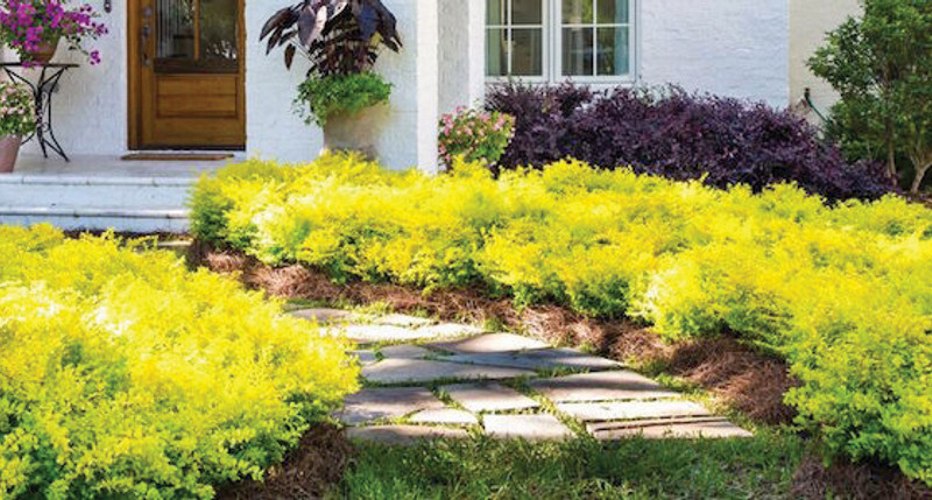 Sunshine Ligustrum