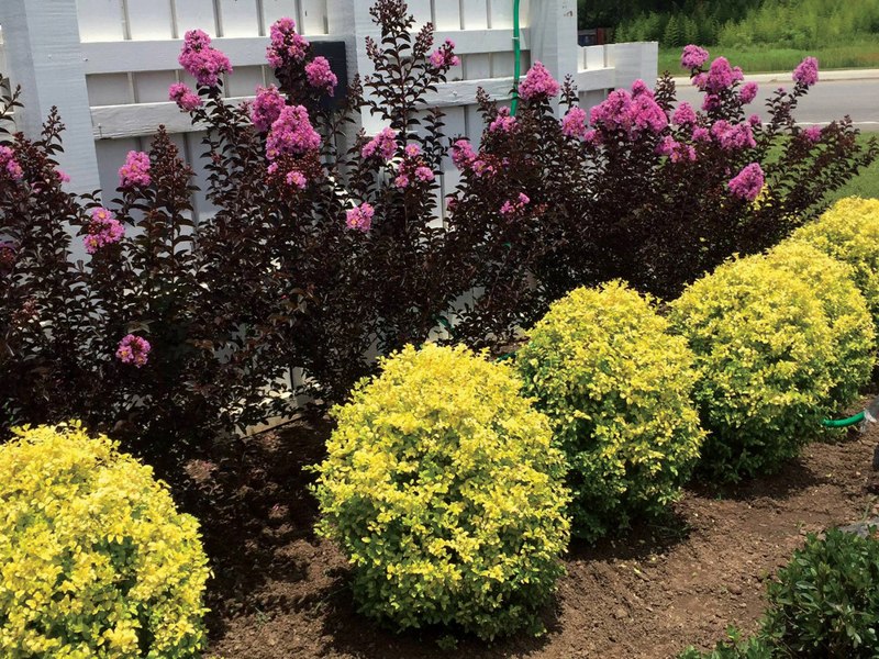 Sunshine Ligustrum