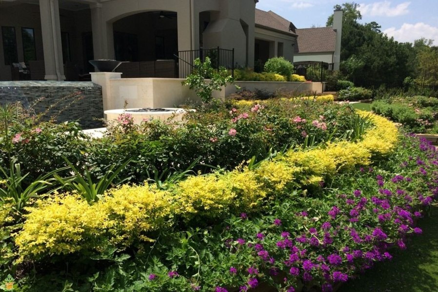 Sunshine Ligustrum