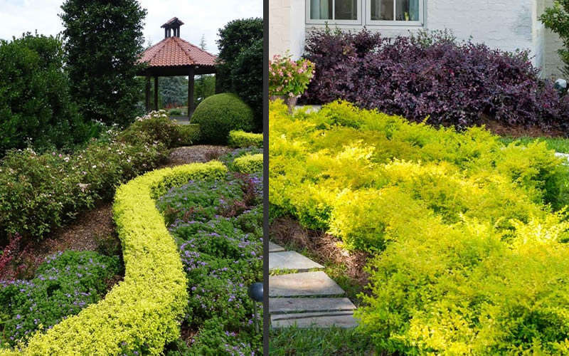 Sunshine Ligustrum