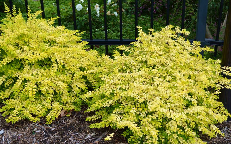 Sunshine Ligustrum