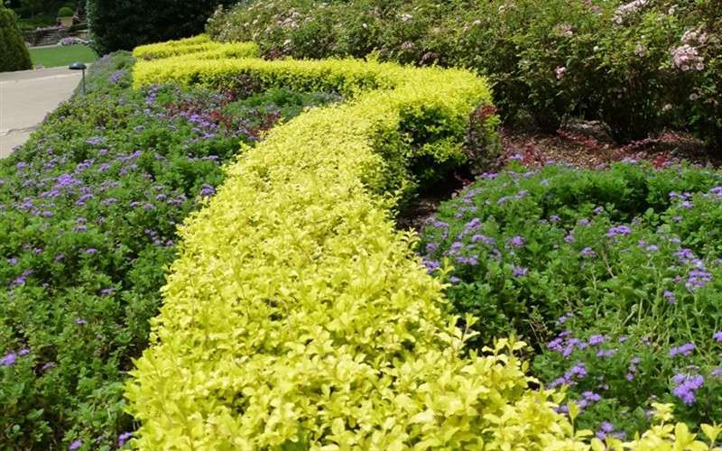 Sunshine Ligustrum