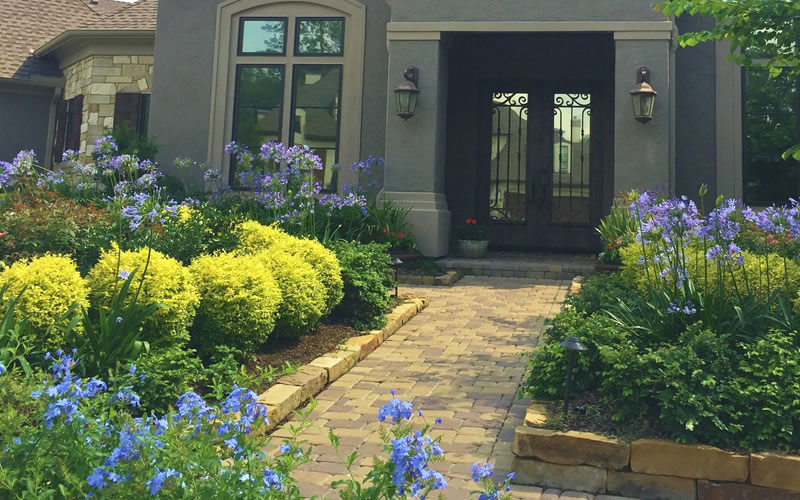 Sunshine Ligustrum