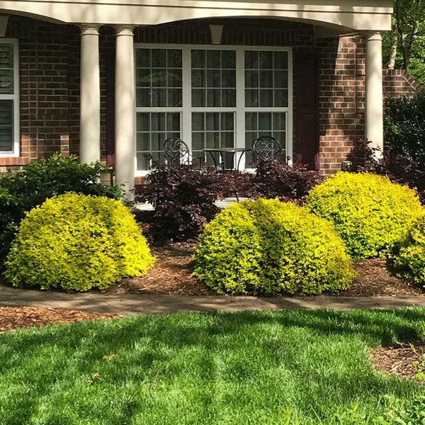 Sunshine Ligustrum