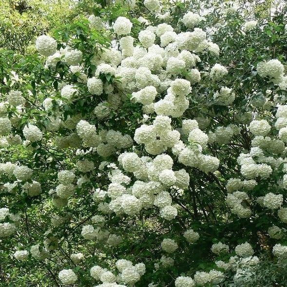 Chinese Snowball Viburnum Bush