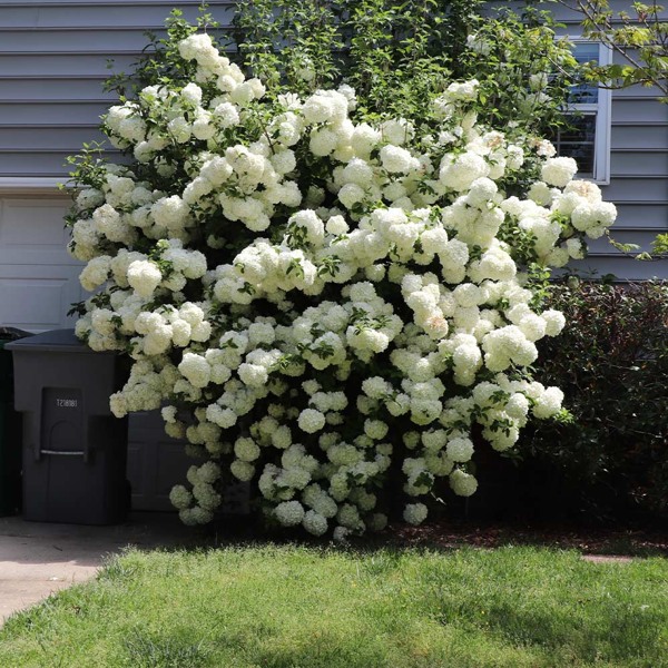 Chinese Snowball Viburnum Bush