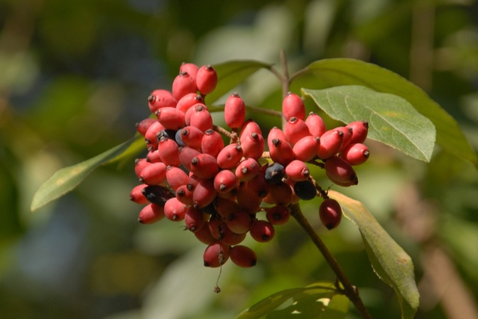 Chinese Snowball Viburnum Bush