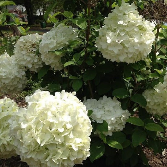 Chinese Snowball Viburnum Bush