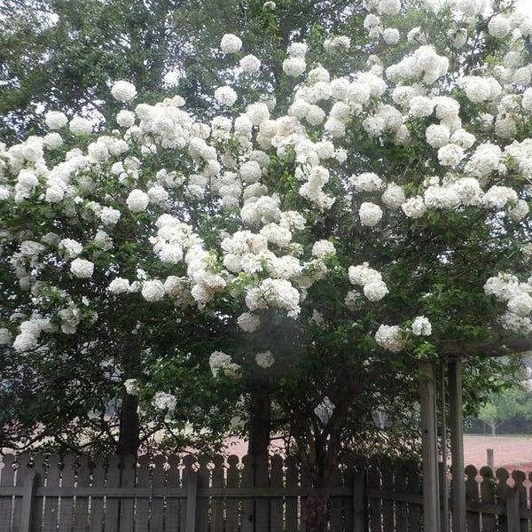 Chinese Snowball Viburnum Bush