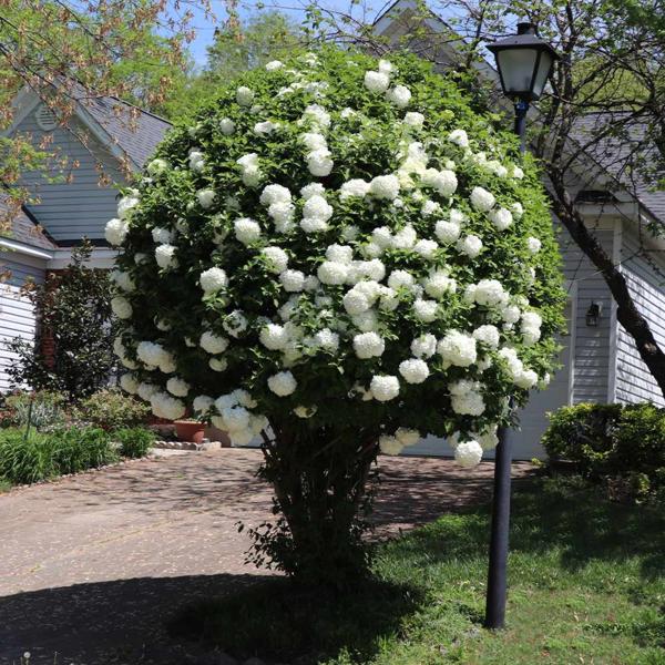 Chinese Snowball Viburnum Bush