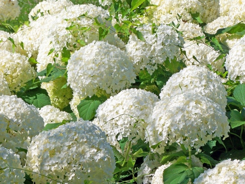 Chinese Snowball Viburnum Bush