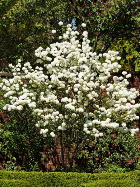Chinese Snowball Viburnum Bush