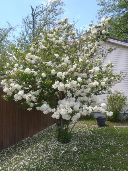 Chinese Snowball Viburnum Bush