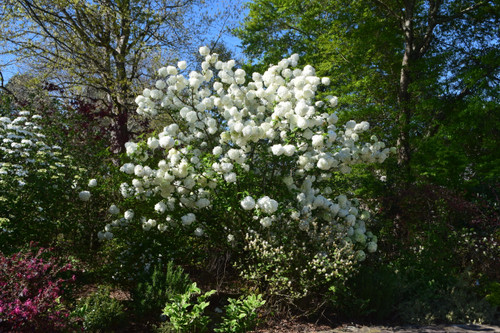Chinese Snowball Viburnum Bush