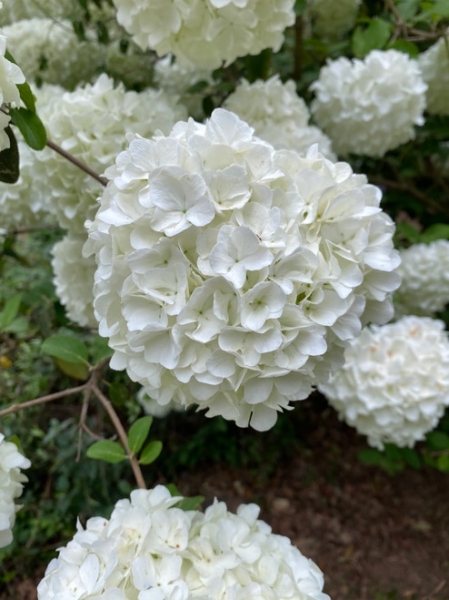 Chinese Snowball Viburnum Bush