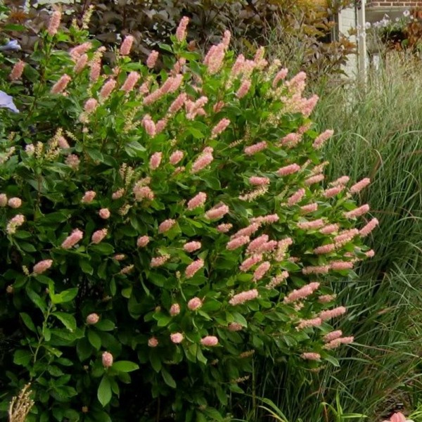 Ruby Spice Summersweet Clethra