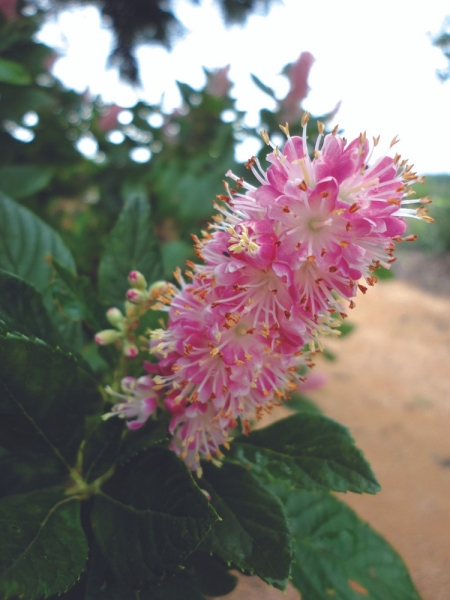 Ruby Spice Summersweet Clethra