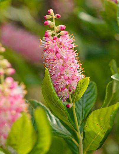 Ruby Spice Summersweet Clethra