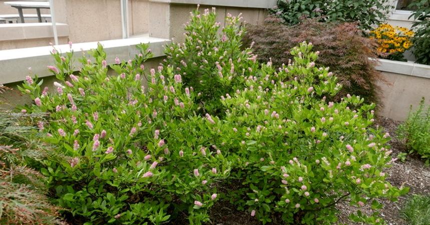 Ruby Spice Summersweet Clethra