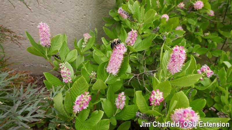 Ruby Spice Summersweet Clethra