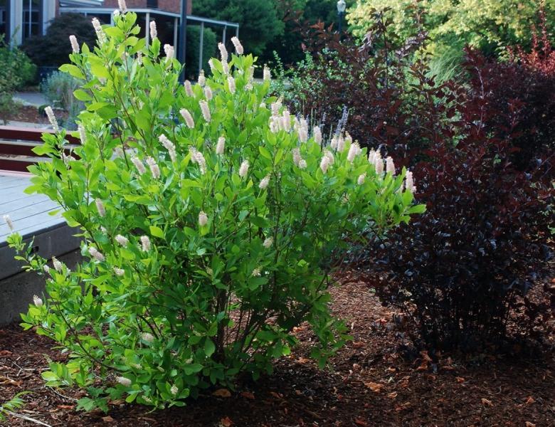 Ruby Spice Summersweet Clethra