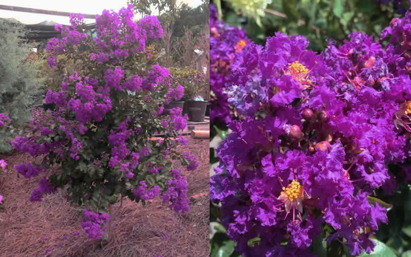 Purple Magic Crape Myrtle