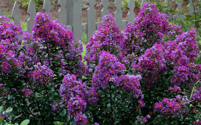 Purple Magic Crape Myrtle