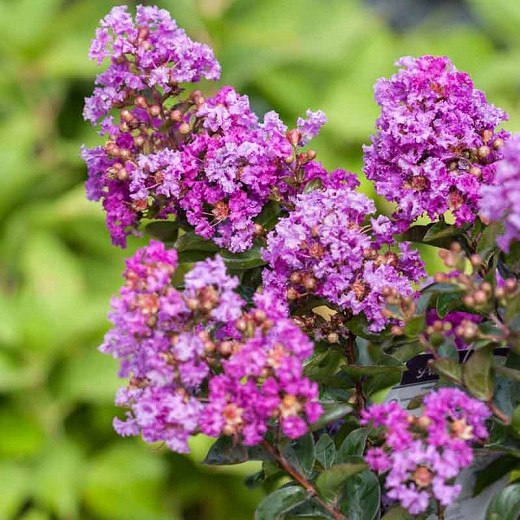 Purple Magic Crape Myrtle