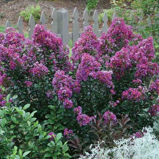Purple Magic Crape Myrtle