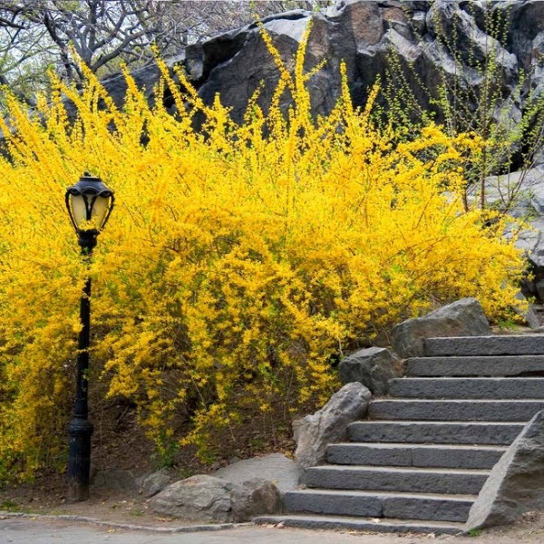 Lynwood Gold Yellow Bells Forsythia