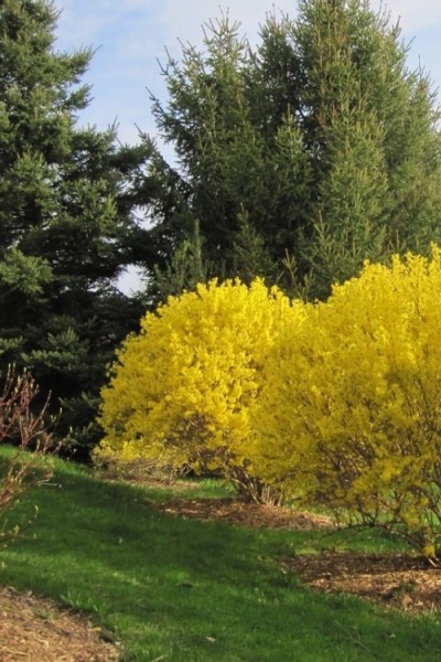 Lynwood Gold Yellow Bells Forsythia