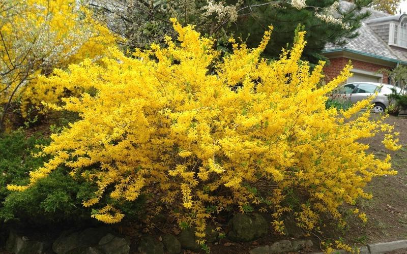 Lynwood Gold Yellow Bells Forsythia