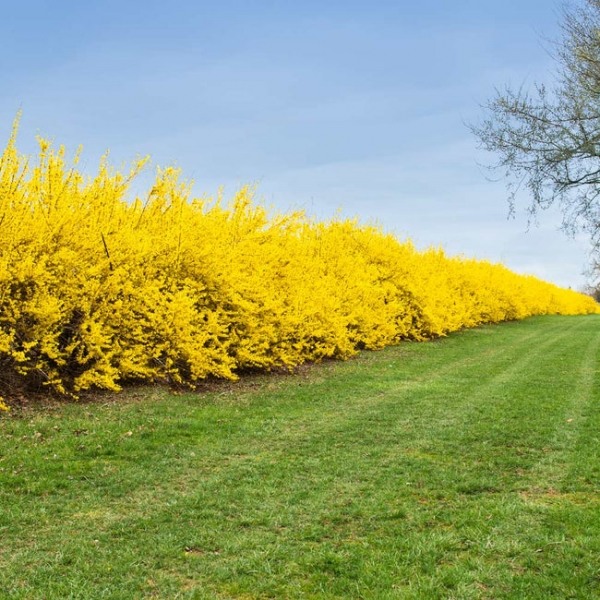 Lynwood Gold Yellow Bells Forsythia