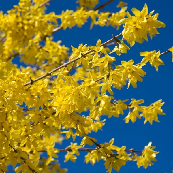Lynwood Gold Yellow Bells Forsythia