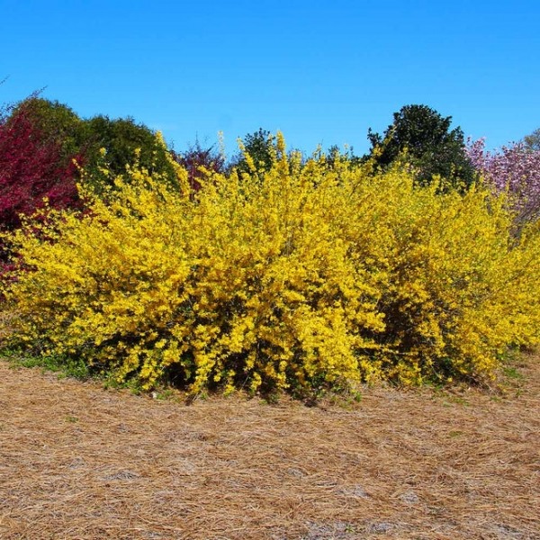 Lynwood Gold Yellow Bells Forsythia