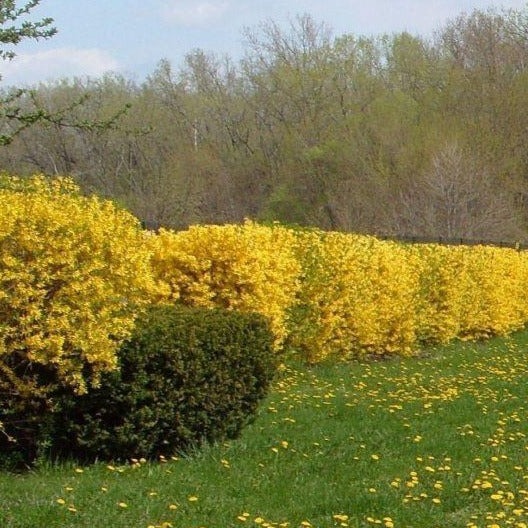 Lynwood Gold Yellow Bells Forsythia