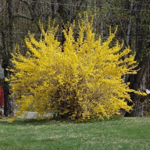 Lynwood Gold Yellow Bells Forsythia
