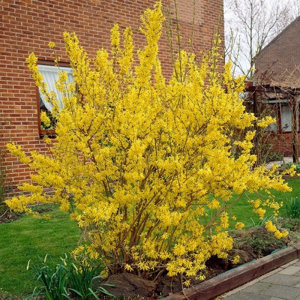 Lynwood Gold Yellow Bells Forsythia