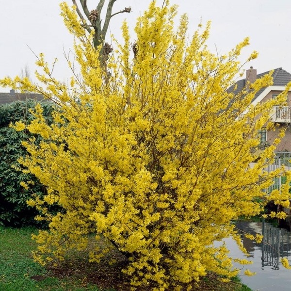 Lynwood Gold Yellow Bells Forsythia