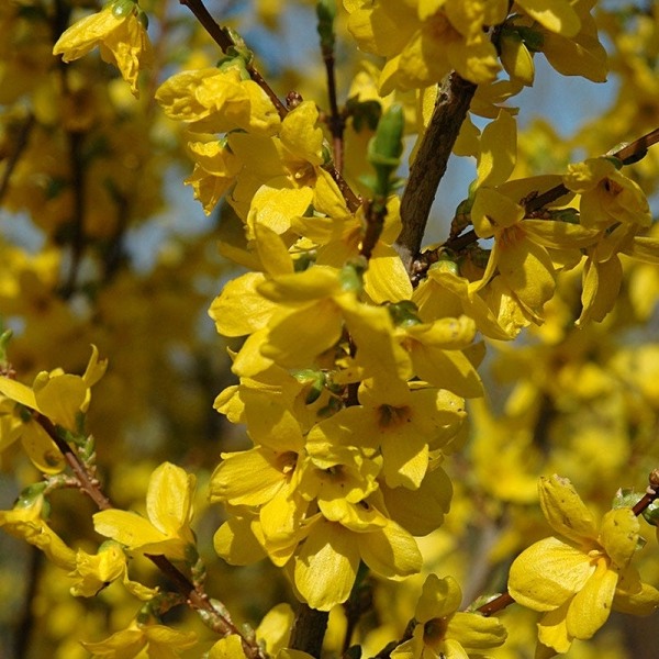 Lynwood Gold Yellow Bells Forsythia
